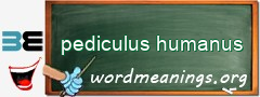 WordMeaning blackboard for pediculus humanus
